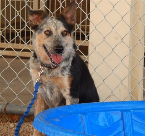 animal shelter in mesquite|Mesquite Shelter Dogs .